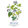 dewberry Botanique