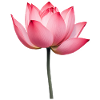 Lotus Flower Water Lily