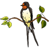 Hirondelle