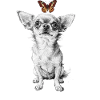Chihuahua Butterfly Street Art Motif