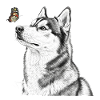 Husky with Butterfly Banksy Style Motif