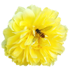 Yellow_Rose_-_Bee_Nature_Photography