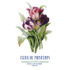 Tulip Bloom Fleurs de Printemps