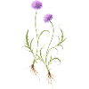 Meadow Flower Nature Illustration
