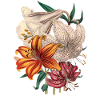 Lily Bouquet Botanical Art