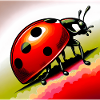 coccinelle