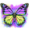 butterfly