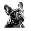 French Bulldog Black White Bully Face