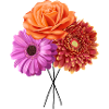 Blüten Trio Farbmelodie