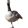 Canadian goose on one leg
