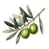 Botanical olive branch