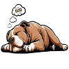 Hundemüde American Bully Bully Pit Bullybesitzer