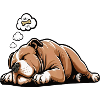 American Bully Bully Pit Bullys Bullybesitzer 