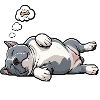 Hundemüde American Bully Bully Pit Bullybesitzer