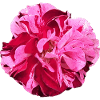 Pink Rose