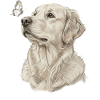 Golden Retriever avec motif papillon