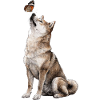 Wolf Dog with Butterfly Motif