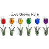 Love grows here-Tulpen LGBTQ Pride Regenbogen 