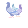 Pigeons Pigeon