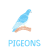Pigeon pigeon