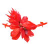Vibrant_Scarlet_Sage_Red_Salvia_Flower_Art