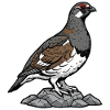 Red Partridge Nature Bird Red-legged Partridge