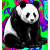 panda
