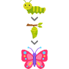 Caterpillar to Butterfly Transformation