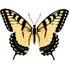 Yellow Black Butterfly Wings