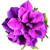 Purple petunia flower