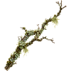 Lichen Branch Forest Nature Design