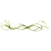 Elegant Grasses Ornament Nature Design