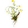 Meadow flowers with branch nature design