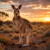 Kangaroo at sunset