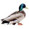 Mallard Male
