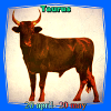 taureau