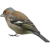 Chaffinch (side)