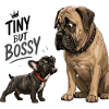 Tiny But Bossy French Bulldog Funnier