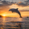 Dolphin at sunset