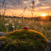 Ladybug in sunset and moss