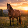 Horse at sunset