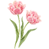 Pink Parrot Tulips Floral Motif