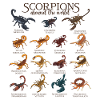 Skorpione weltweit - Skorpion