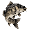Pêche à la carpe