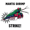 Crevette Mante Strike Mantis Shrimp