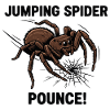 Araignée Sauteuse Pounce Jumping Spider