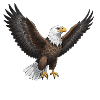 Seeadler Fischadler Raubvogel Geschenk 