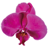 Vivid_Pink_Phalaenopsis_Noth_Orchid_Bloom