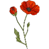 Geometric Poppy Polygon Floral Motif