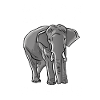 Boy Who Loves Elephants